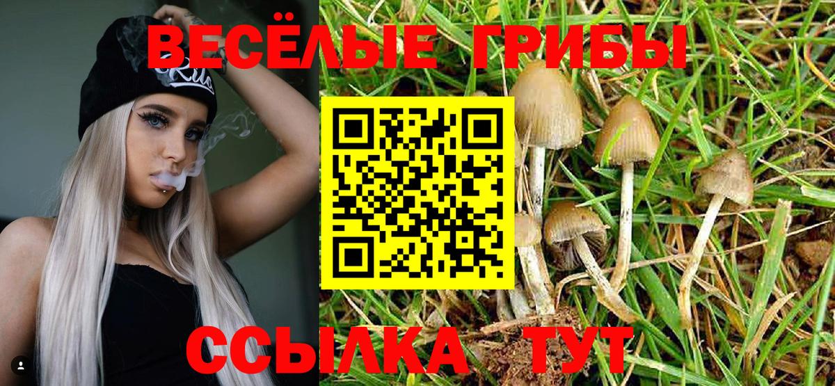 Кимры  Псилоцибиновые грибы Cubensis  Вход с VPN 